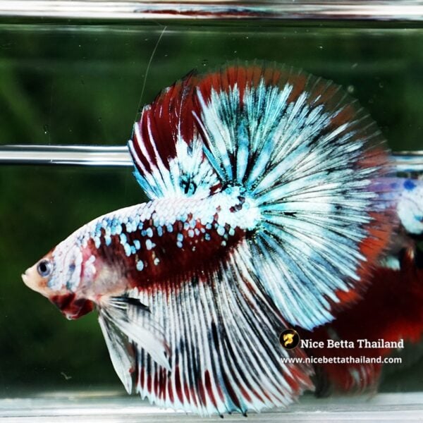 Betta Fish Thonburi Warlord Warrior OHM - Image 6