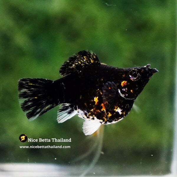 Female Molly Fish Thai Midnight Fire Galaxy - Image 2