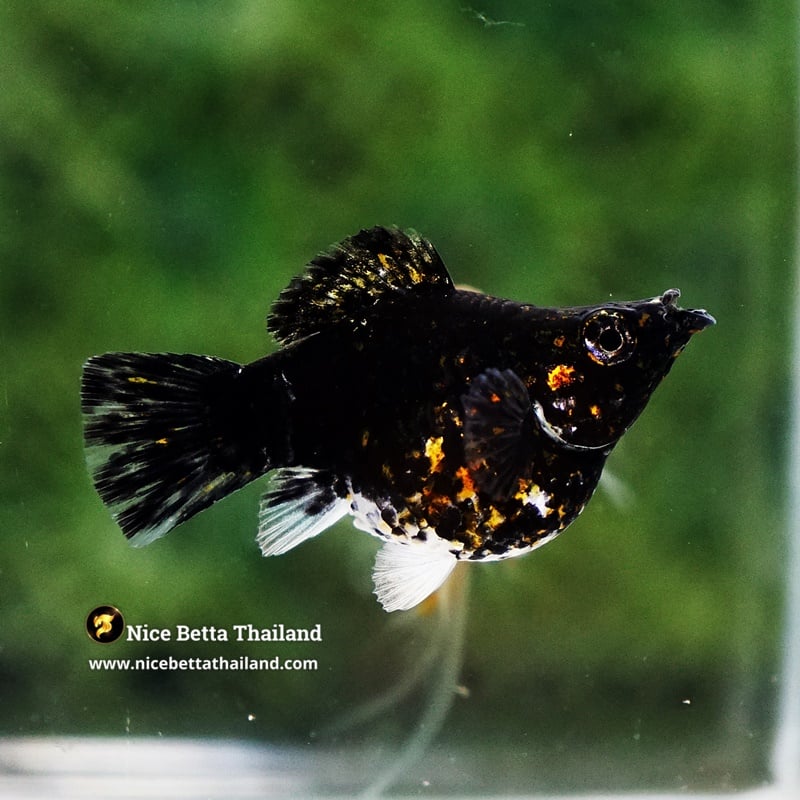 Female Molly Fish Thai Midnight Fire Galaxy