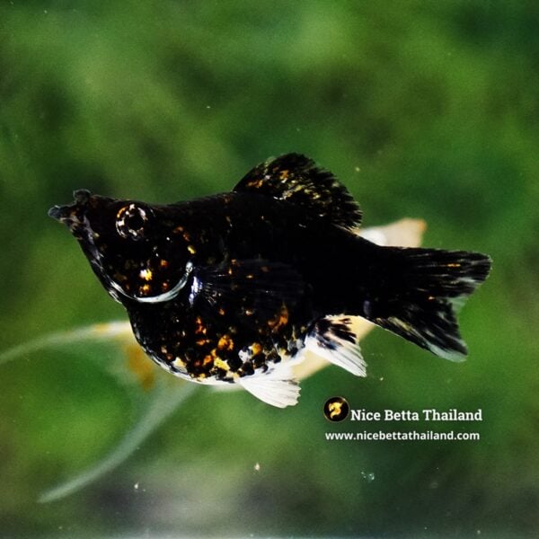 Female Molly Fish Thai Midnight Fire Galaxy - Image 3