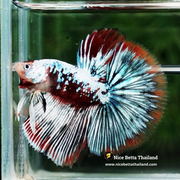 Betta Fish Thonburi Warlord Warrior OHM - Image 3