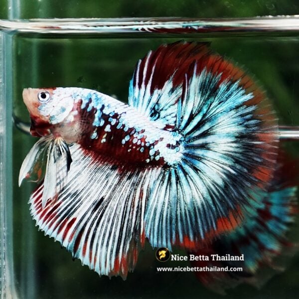 Betta Fish Thonburi Warlord Warrior OHM - Image 5