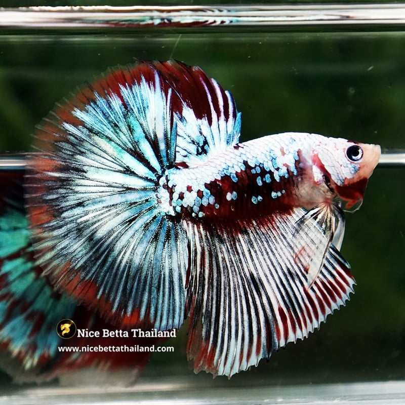 Betta Fish Thonburi Warlord Warrior OHM