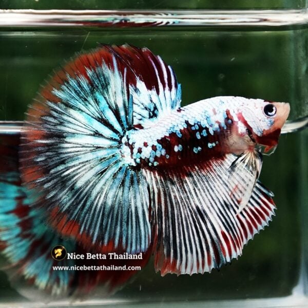 Betta Fish Thonburi Warlord Warrior OHM - Image 4