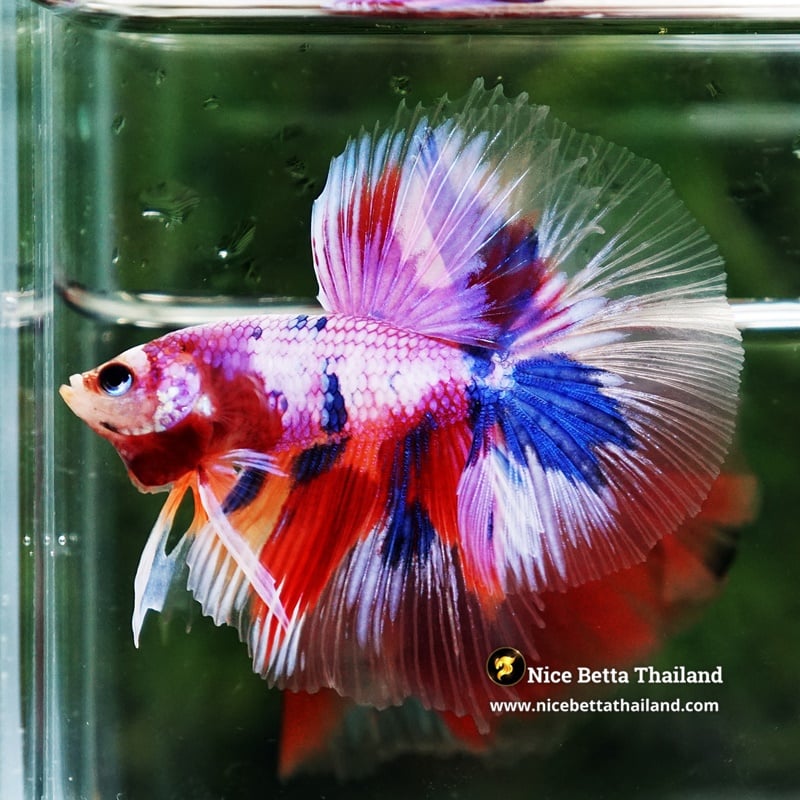 Betta Fish Multicolor Rainbow Siam Lollipop OHM