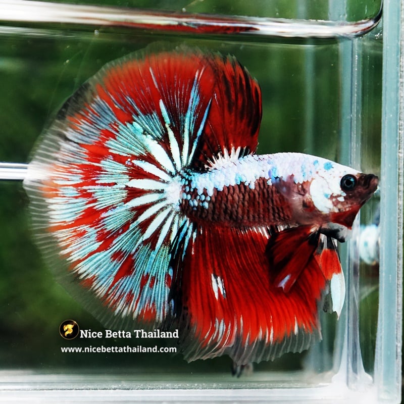 Betta Fish Fancy Garuda of Siam Warrior HM