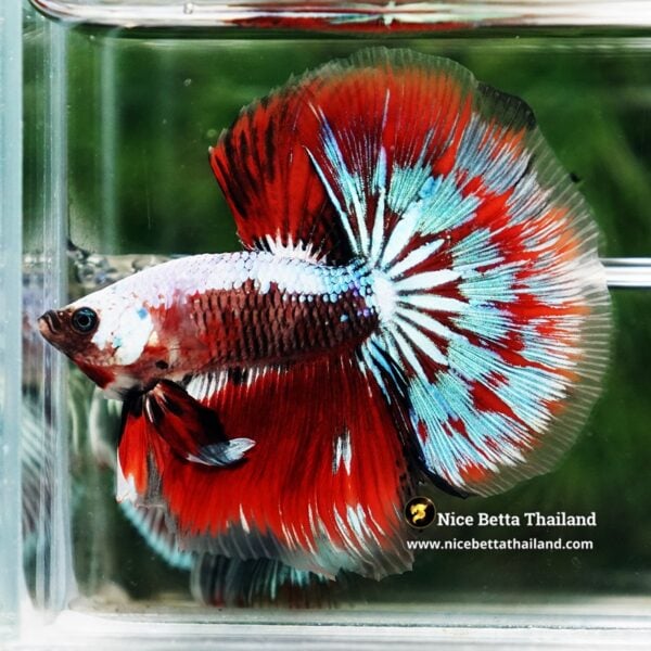 Betta Fish Fancy Garuda of Siam Warrior HM - Image 3