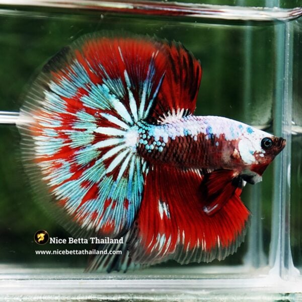 Betta Fish Fancy Garuda of Siam Warrior HM - Image 4