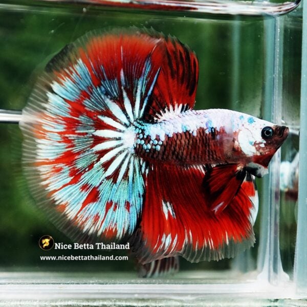 Betta Fish Fancy Garuda of Siam Warrior HM - Image 6