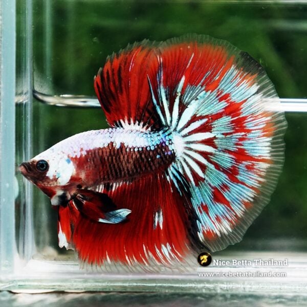 Betta Fish Fancy Garuda of Siam Warrior HM - Image 5