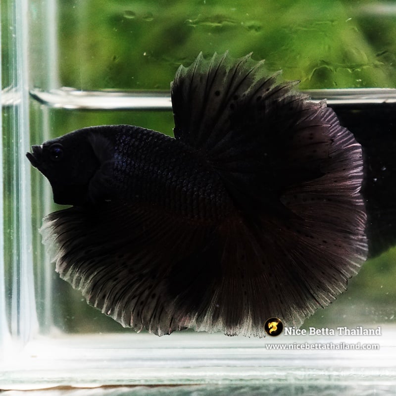 Betta Fish Black Melano Shadow Emperor Sky Hawk OHM