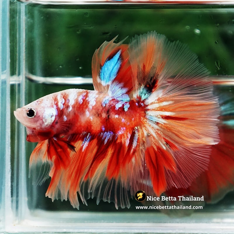 Betta Fish Carmine Star Nemo OHM