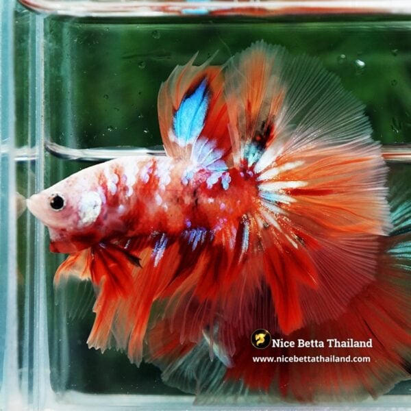 Betta Fish Carmine Star Nemo OHM - Image 3