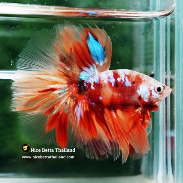 Betta Fish Carmine Star Nemo OHM - Image 4