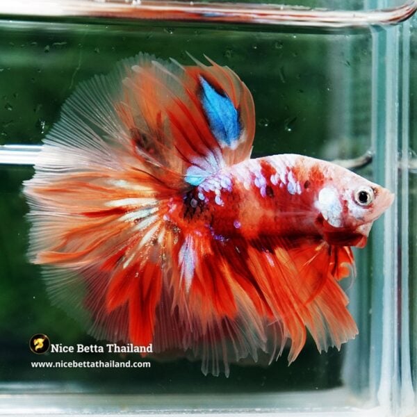 Betta Fish Carmine Star Nemo OHM - Image 5