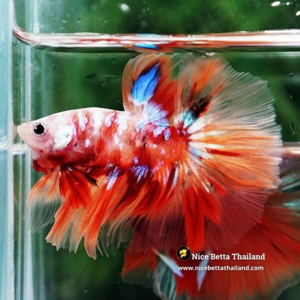 Betta Fish Carmine Star Nemo OHM - Image 6