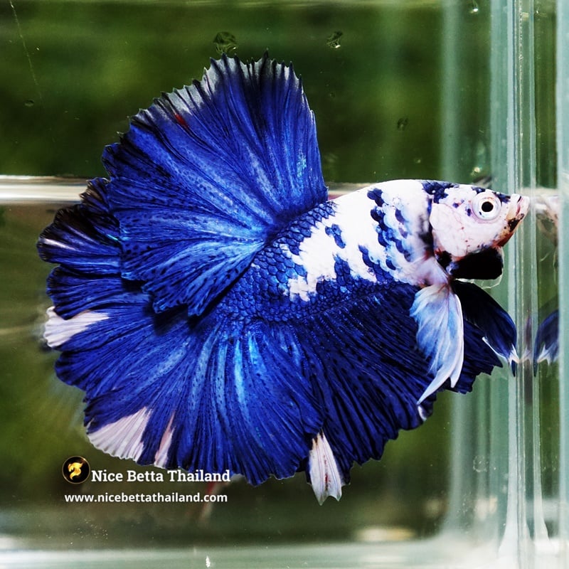 Betta Fish Blue Marble Frost Tide Rosetail OHM