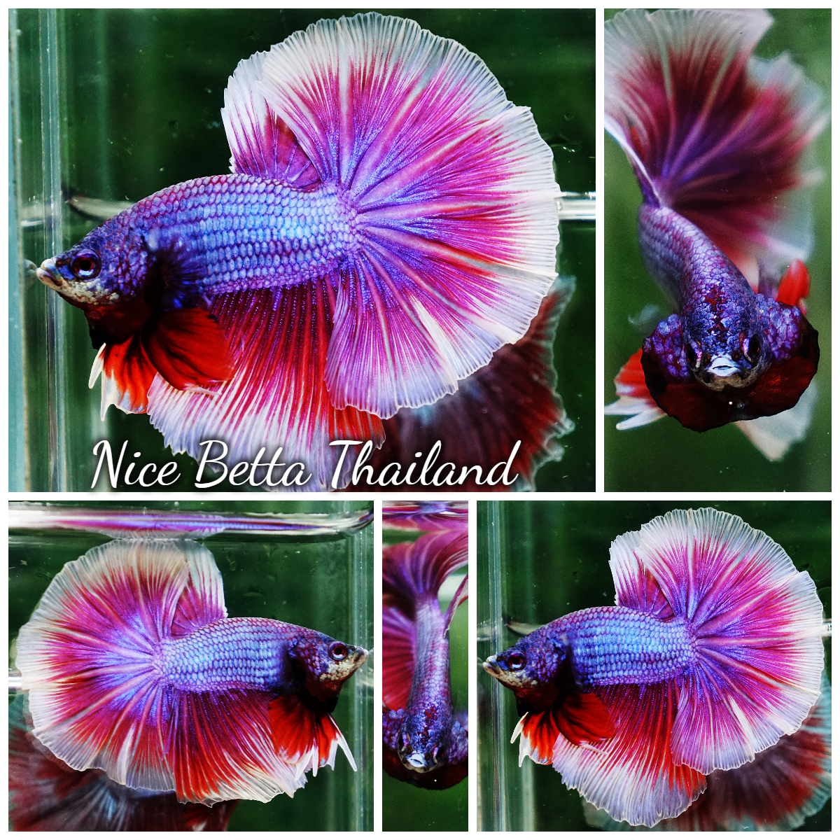 Betta Fish Prince Sukhothai Amethyst Royal Lavender OHM