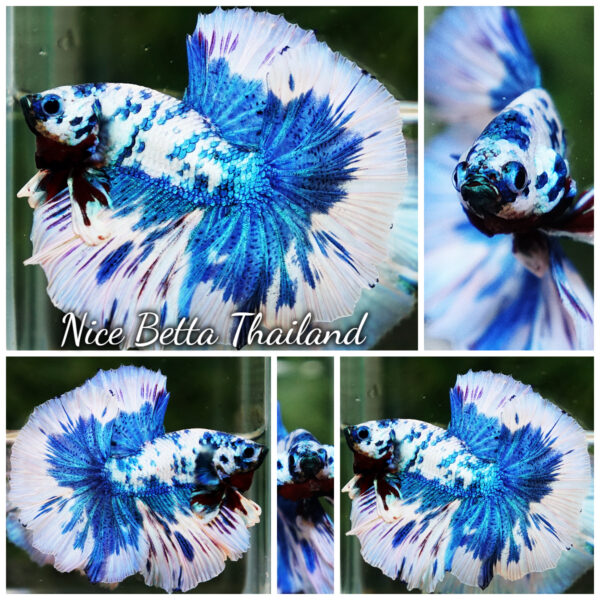Betta Fish Prince Of The Frozen Hawk OHM