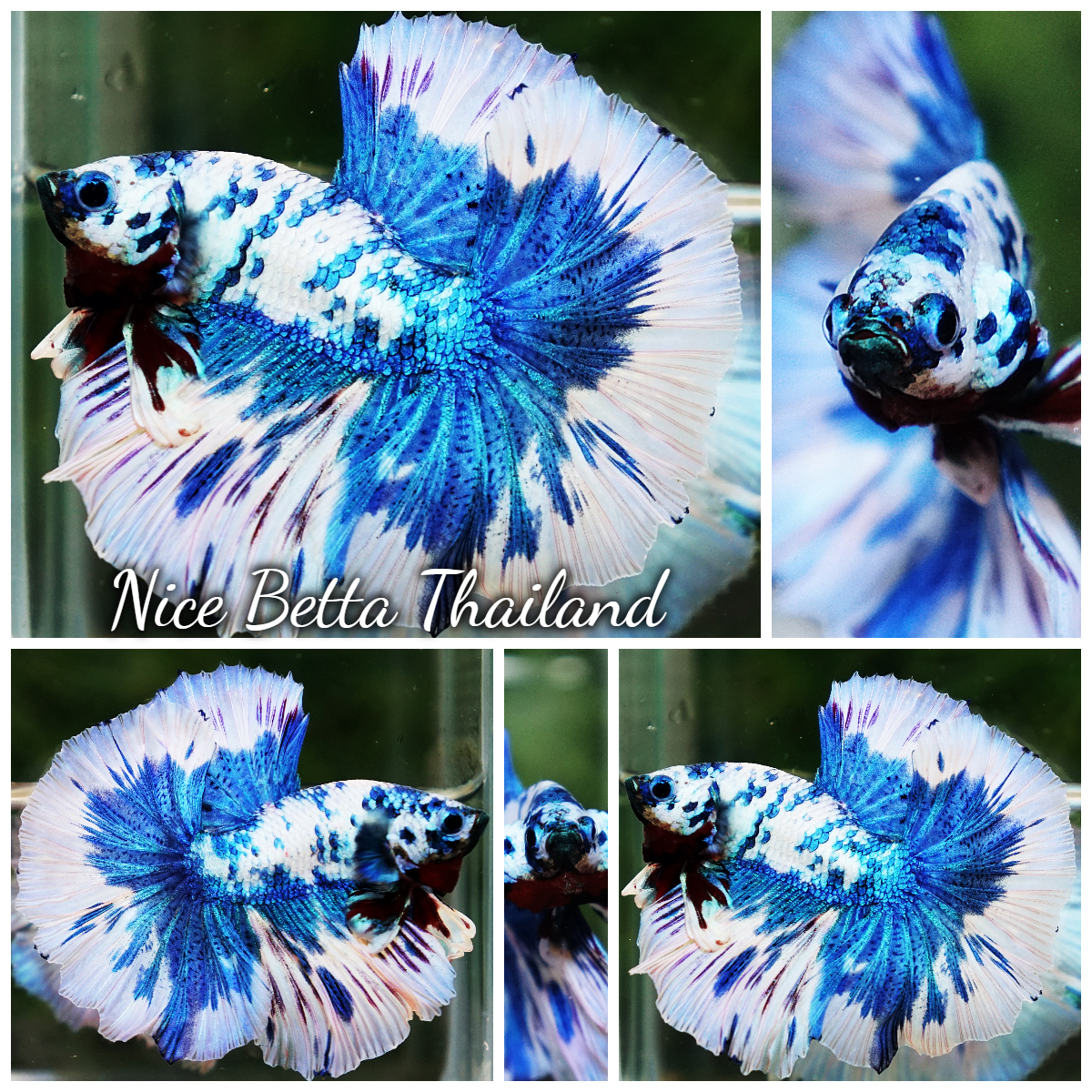 Betta Fish Prince Of The Frozen Hawk OHM