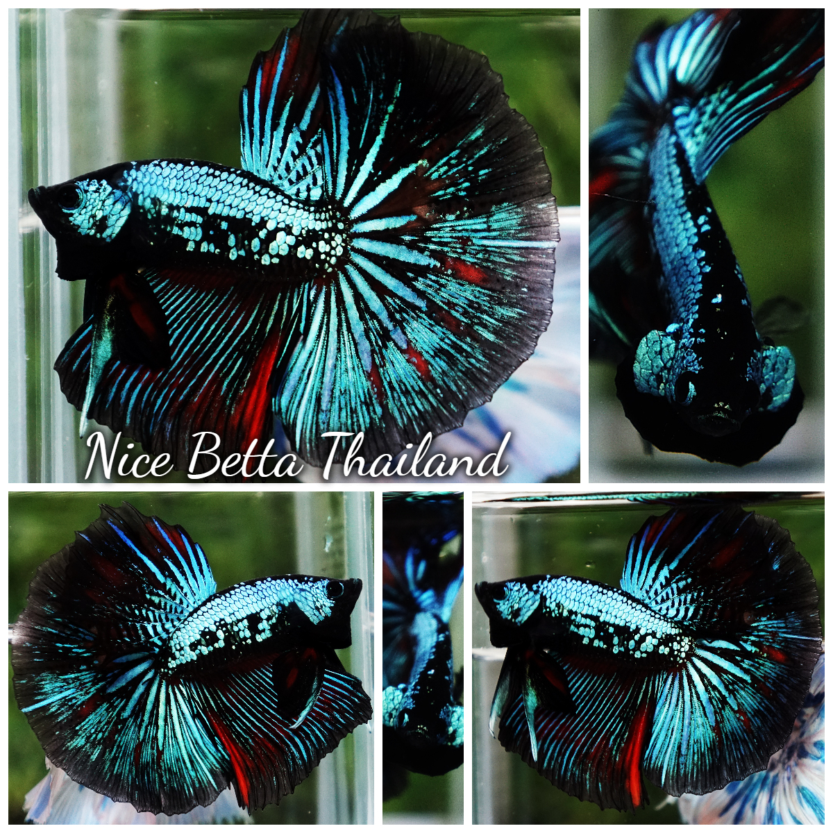 Betta Fish Chiangmai Peacock Blade OHM