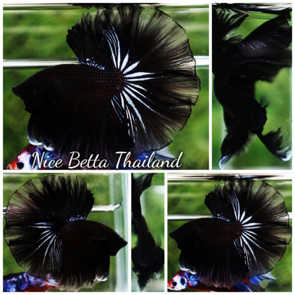 Betta Fish Dark Suriyothai Wariror Sky Hawk OHM