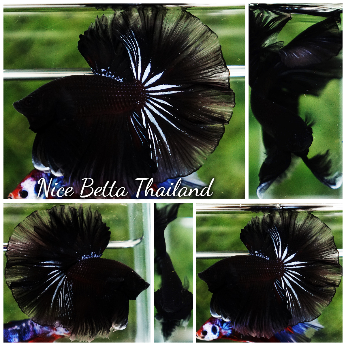 Betta Fish Dark Suriyothai Wariror Sky Hawk OHM