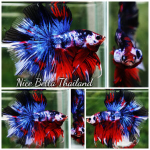 Betta Fish Fancy Phra Ruang Flameheart HM