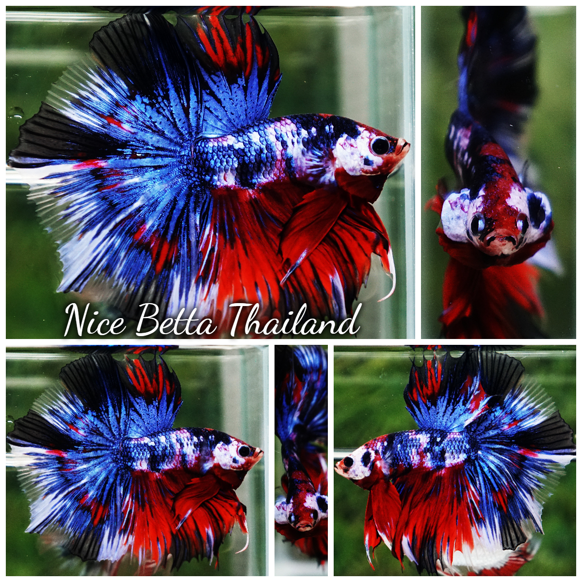 Betta Fish Fancy Phra Ruang Flameheart HM