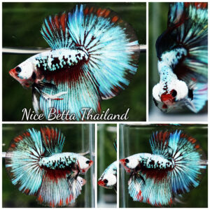 Betta Fish Thonburi Warlord Warrior HM