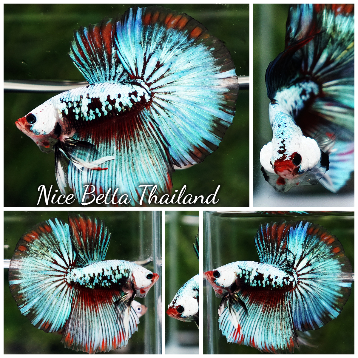 Betta Fish Thonburi Warlord Warrior HM