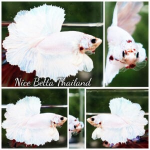 Betta Fish Prince of White Garuda Feather tail OHM