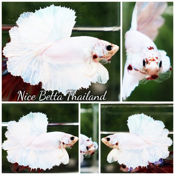 Betta Fish Prince of White Garuda Feather tail OHM