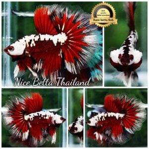 Betta Fish Killer Shadow Vampire Blood Star Samurai HM (Ultra Rare)