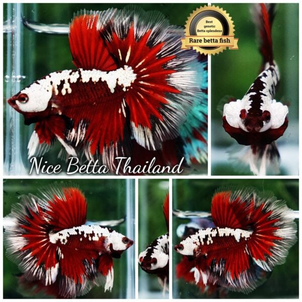 Betta Fish Killer Shadow Vampire Blood Star Samurai HM (Ultra Rare)
