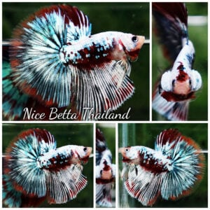 Betta Fish Thonburi Warlord Warrior OHM