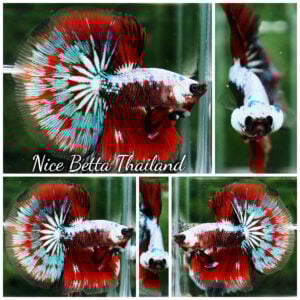 Betta Fish Fancy Garuda of Siam Warrior HM