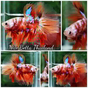 Betta Fish Carmine Star Nemo OHM