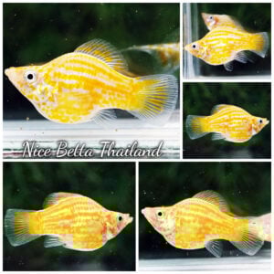 Female Molly Fish Golden Chaba