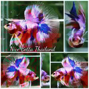 Betta Fish Multicolor Rainbow Siam Lollipop OHM