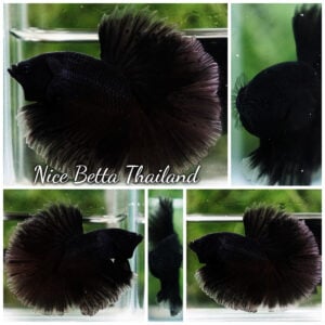Betta Fish Black Melano Shadow Emperor Sky Hawk OHM