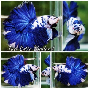 Betta Fish Blue Marble Frost Tide Rosetail OHM