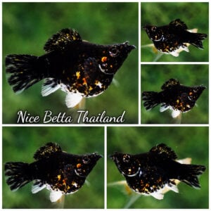 Female Molly Fish Thai Midnight Fire Galaxy