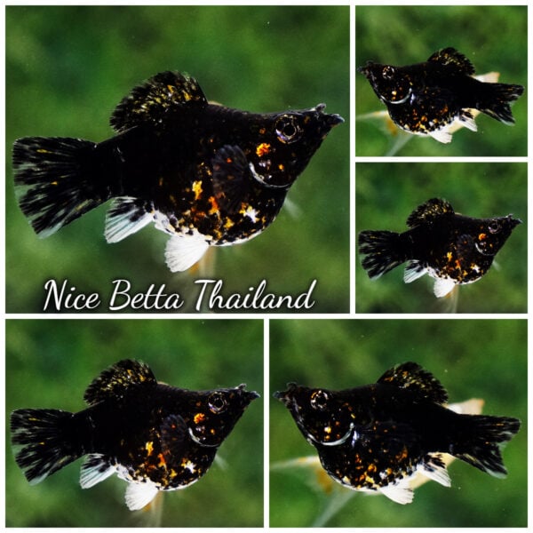 Female Molly Fish Thai Midnight Fire Galaxy