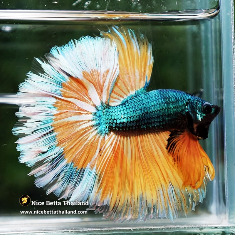 Betta Fish King Alien Mustard Gas White Ring Spirituality Eyes OHM