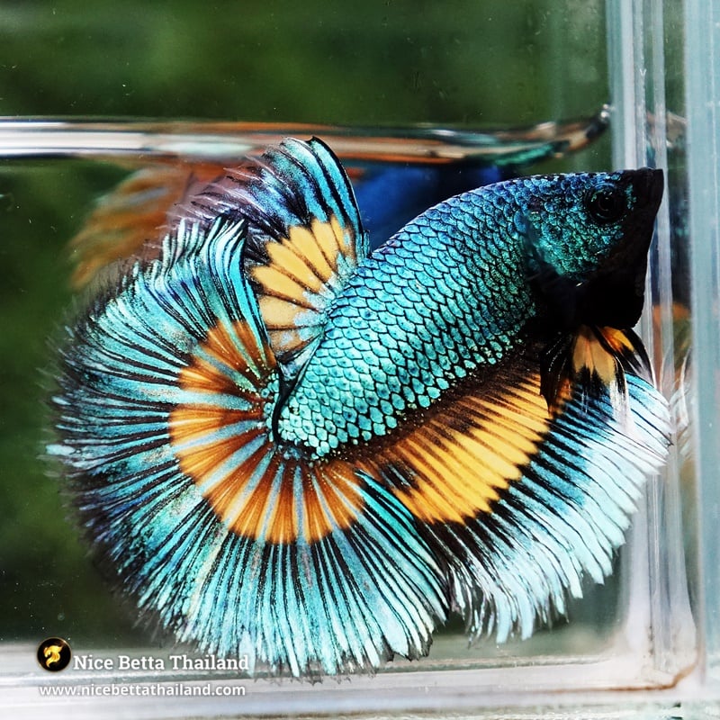 Betta Fish Green Alien Mustard Gas Butterfly HM