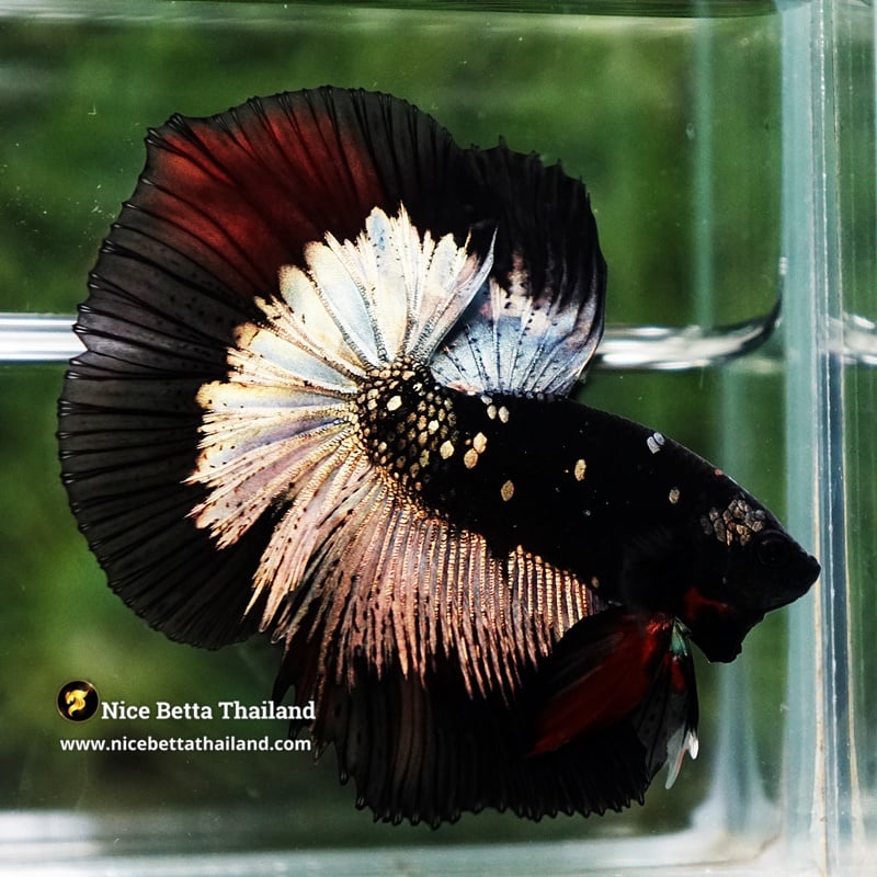 Betta Fish King Vampire Shadow Black Gold Star Series HM (Rare)