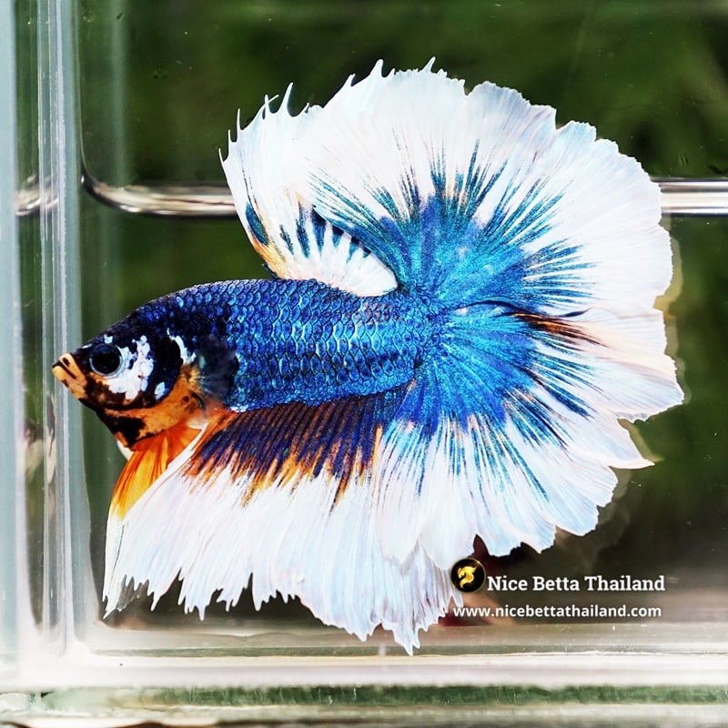 Betta Fish Fancy Macaw Sky Hawk Rosetail OHM