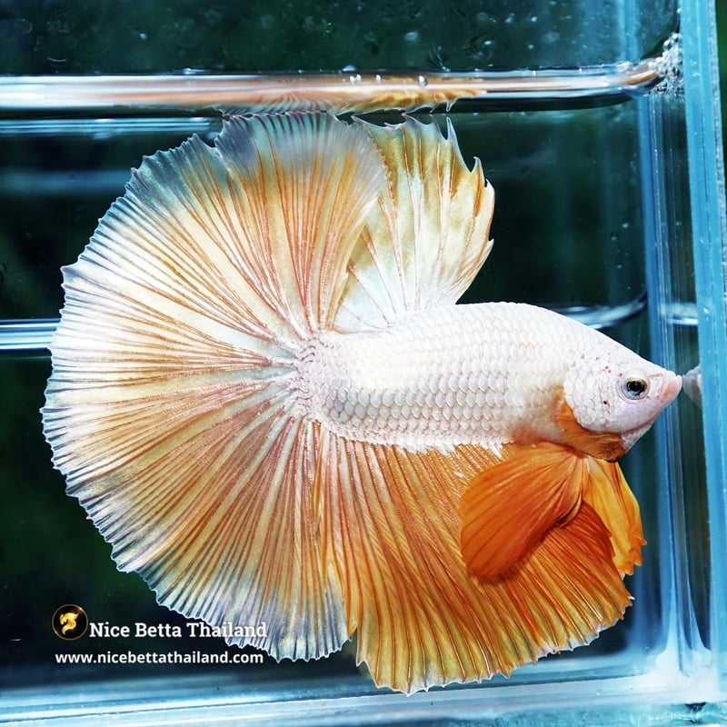 Betta Fish King Of Gold Dragon Aumpai OHM (Very Large)