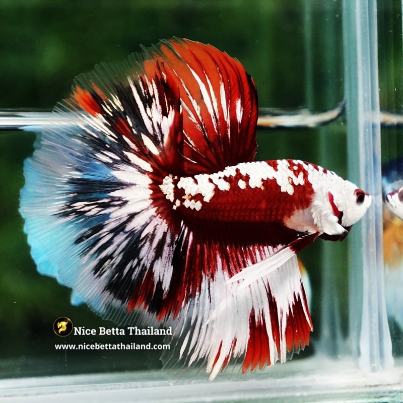 Betta Fish Killer Shadow Vampire Blood Star Samurai HM (Ultra Rare)